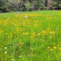 Pike Gulch Campground ico