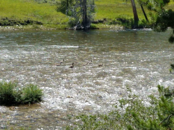Salmon River Campground Picture 8