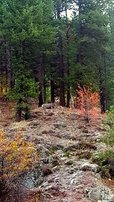 Rattlesnake Campground Picture 6