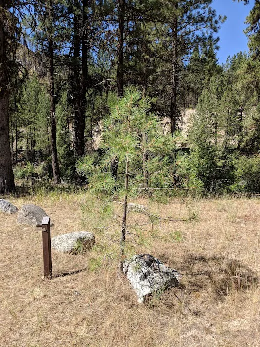 Deadwood Campground Picture 1