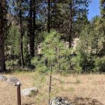 Deadwood Campground
