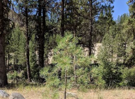 Deadwood Campground