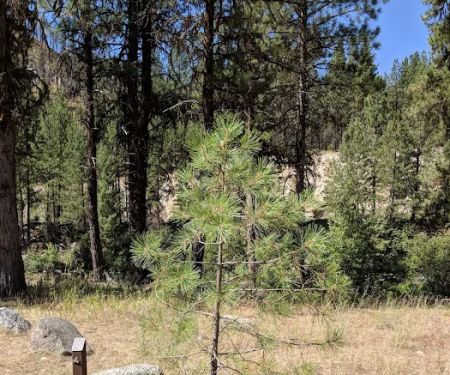 Deadwood Campground