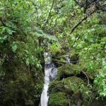 Swinging Bridge Campground