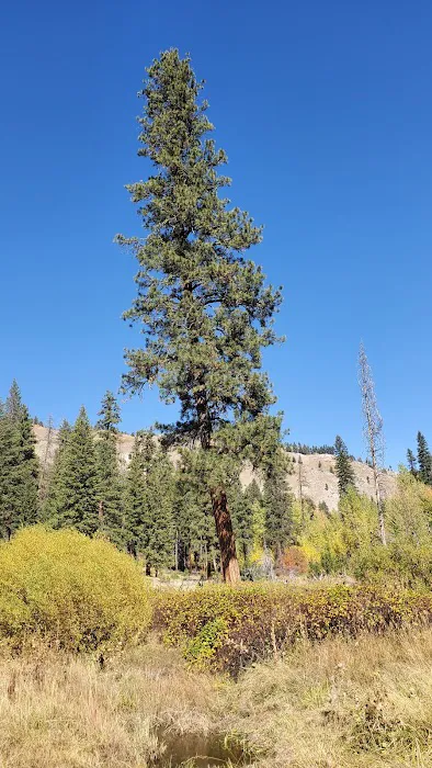 Willow Creek Campground (Idaho City) Picture 4