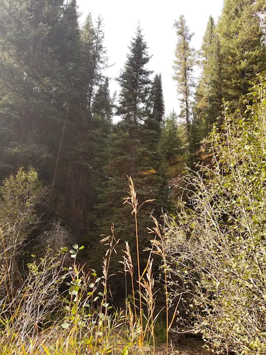 Willow Creek Campground (Idaho City) Picture 3