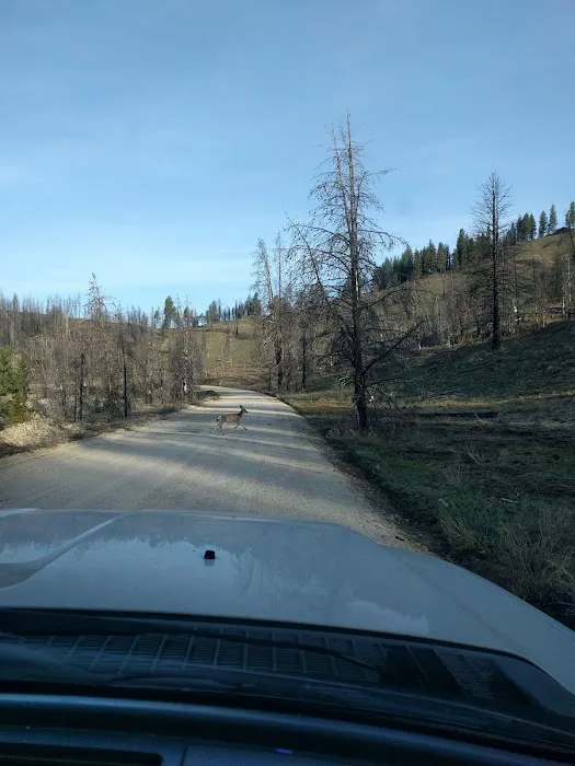 Willow Creek Campground (Idaho City) Picture 6