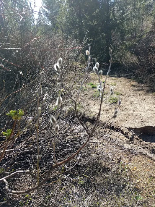 Willow Creek Campground (Idaho City) Picture 8