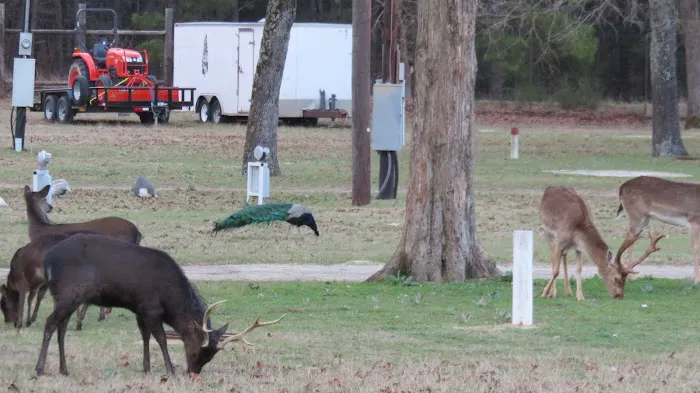 Camp Tonkawa Springs RV Park and Campground Picture 2
