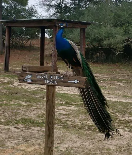 Camp Tonkawa Springs RV Park and Campground Picture 4