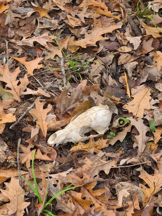 Loggy bayou camp ground Picture 5