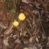 Holly Bluff Campground ico