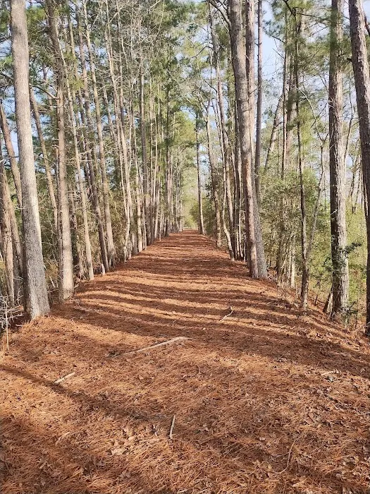 Pineywoods Camp Picture 7