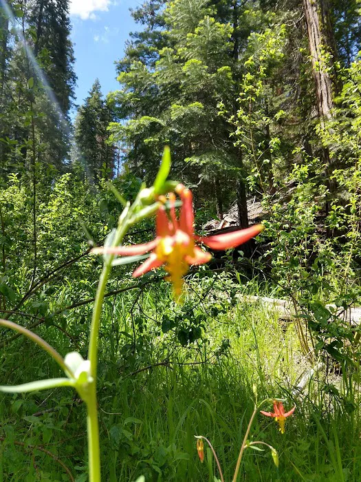 Upper Rush Creek Campground Picture 7