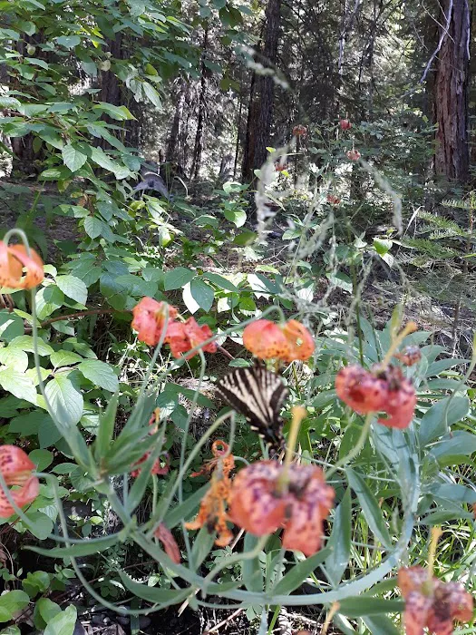 Upper Rush Creek Campground Picture 3