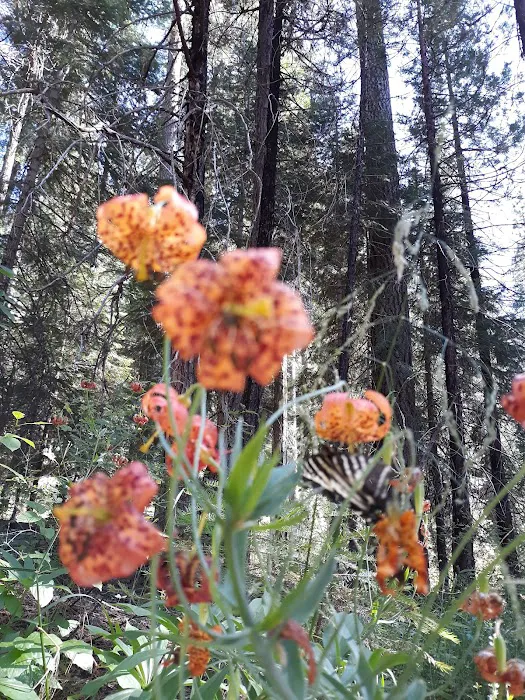 Upper Rush Creek Campground Picture 2