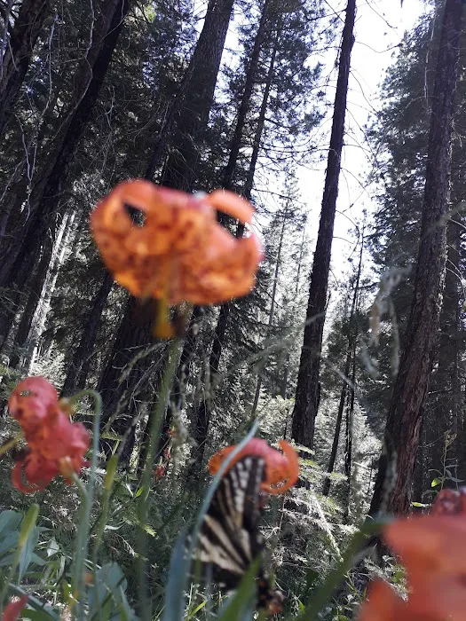 Upper Rush Creek Campground Picture 4