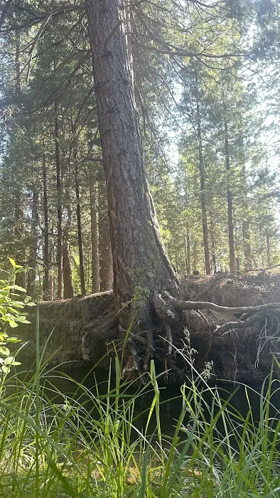 Lower Rush Creek Campground Picture 8