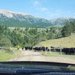 Cottonwood Campground
