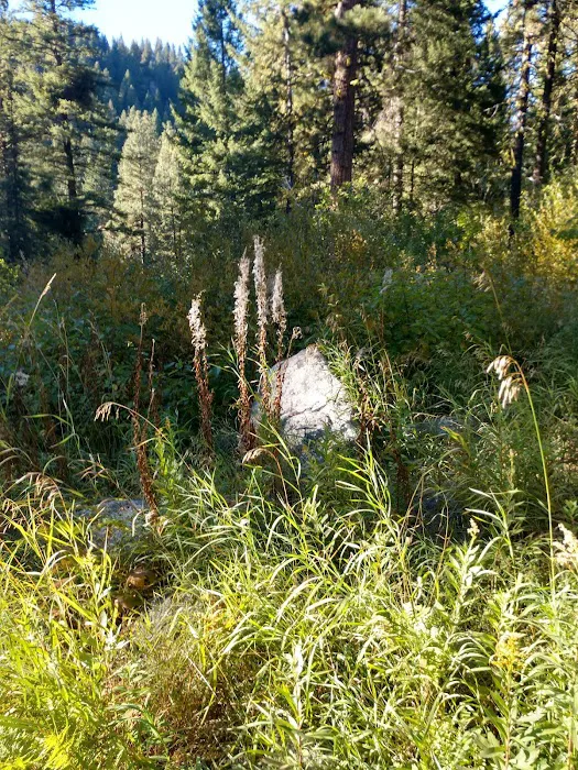 Hayfork Group Campground Picture 5