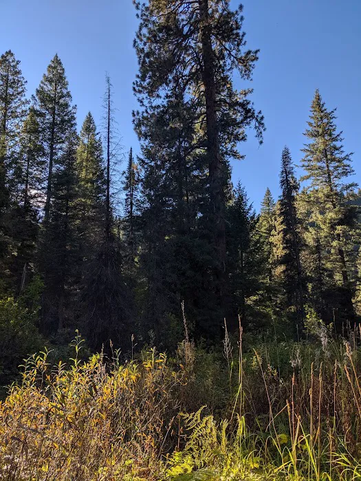 Hayfork Group Campground Picture 10