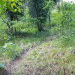 BAD BEAR CAMPGROUND
