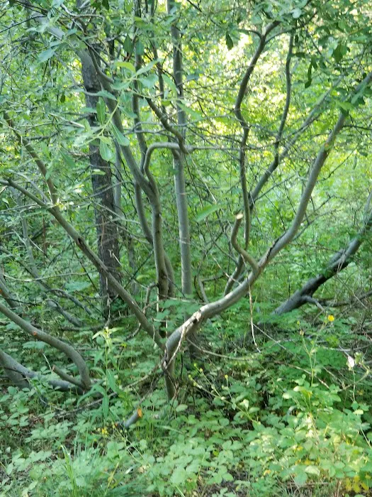 BAD BEAR CAMPGROUND Picture 5