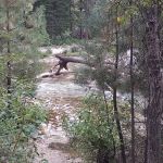 Queens River Campground