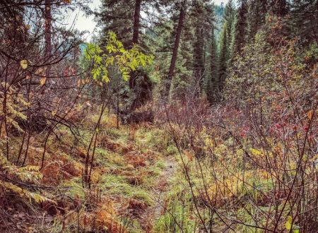 Ten Mile Campground
