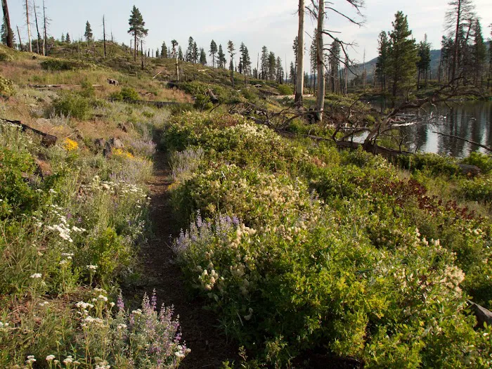 Blue Lake Campground Picture 4