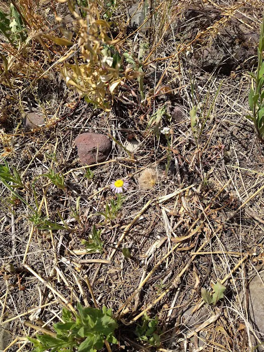 Swan Creek Campground Picture 9