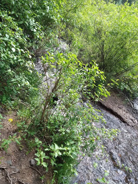 Swan Creek Campground Picture 8