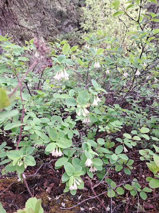 Swan Creek Campground Picture 7