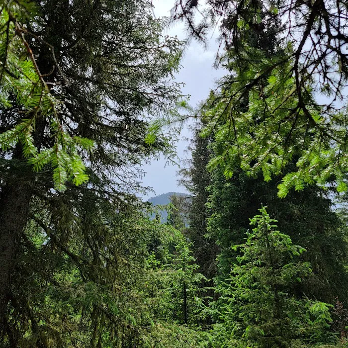 Lower Hyalite Group Campground Picture 9