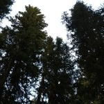 Langohr Springs Campground
