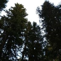 Langohr Springs Campground ico