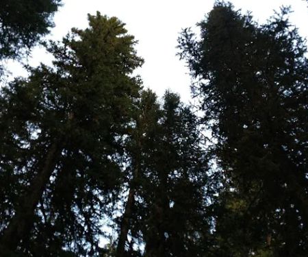 Langohr Springs Campground
