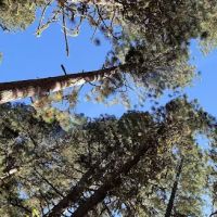 Bird Creek Campground ico