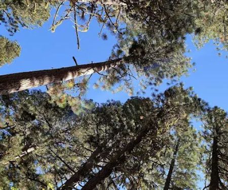 Bird Creek Campground
