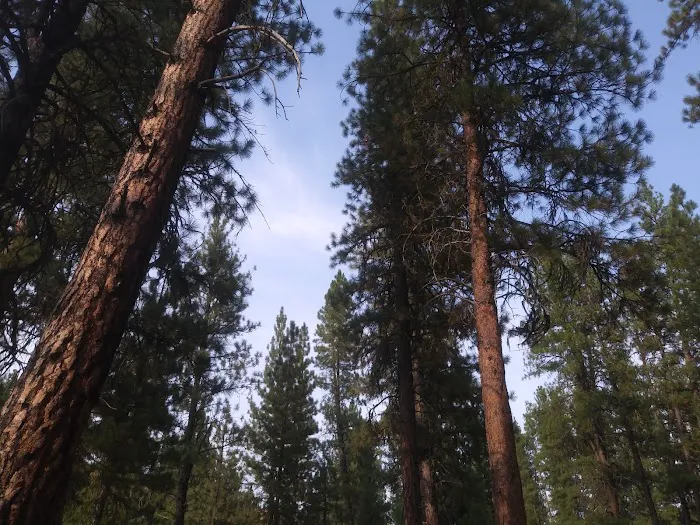 Chaparral Campground Picture 7