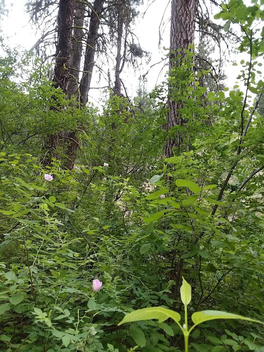 Abbot Campground Picture 6