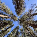 Baumgartner Campground
