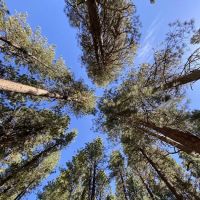 Baumgartner Campground ico