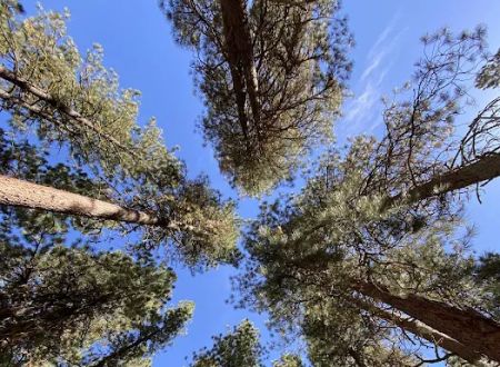 Baumgartner Campground