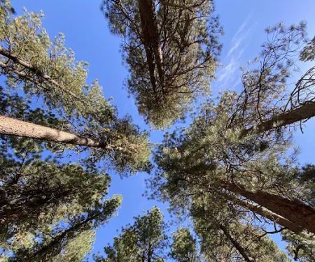 Baumgartner Campground