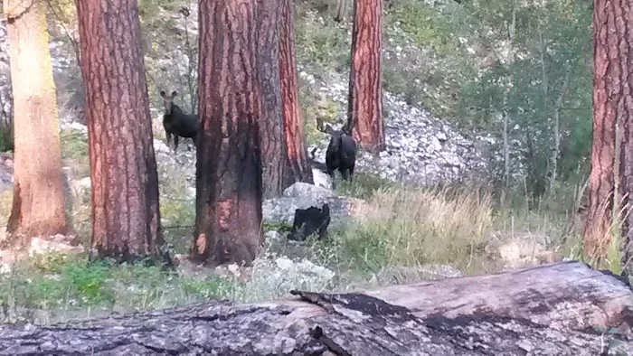Baumgartner Hot Springs Picture 7