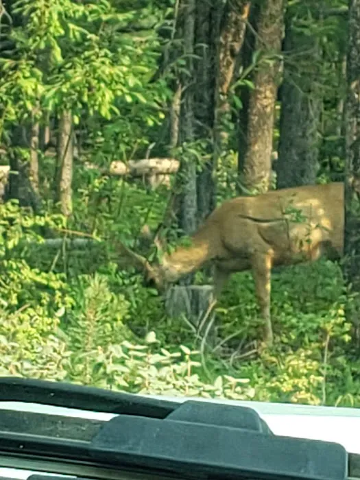 Smokey Bear (Alturas) Campground Picture 7