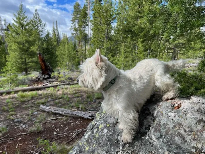 Smokey Lodge Picture 3