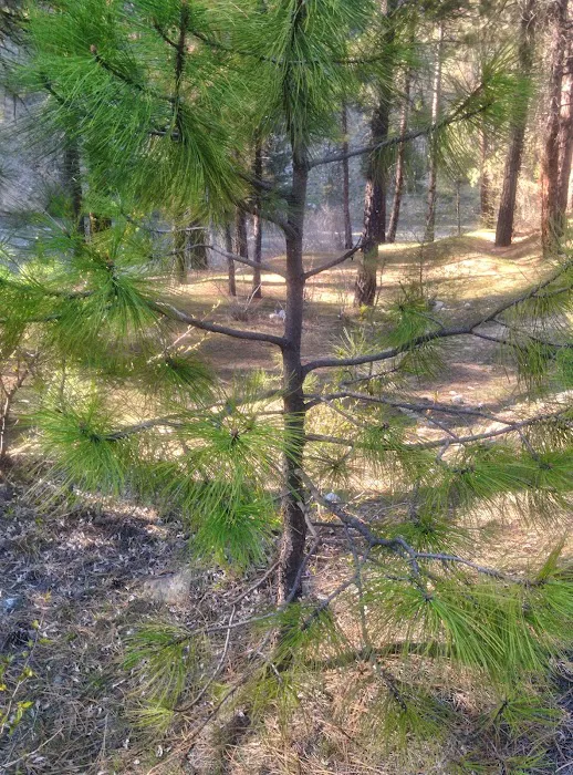 Troutdale Campground Picture 5