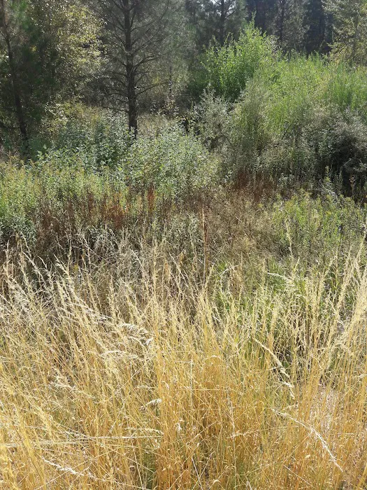 Grayback Gulch Campground Picture 9